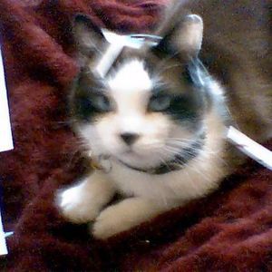 Meet your Posher, Lorraine